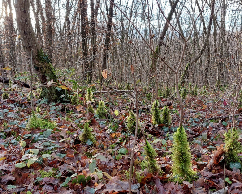 Kerstbomen (mini)